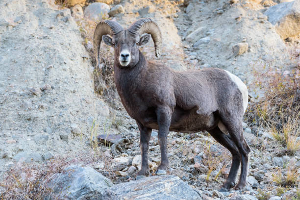 istock Colorado Rocky Mountain Bighorn Sheep 866681572