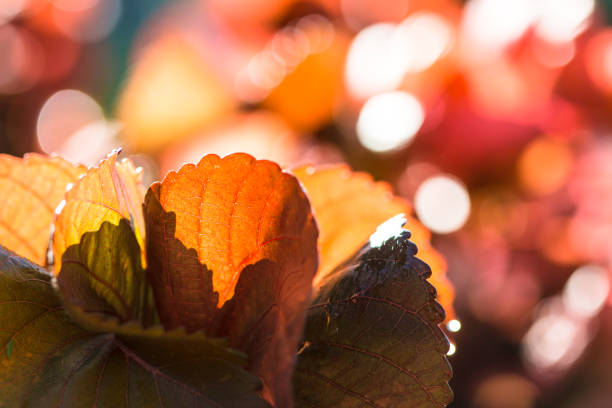 Closeup nature view of Red leaf texture on blurred background in garden with copy space using as background natural greenery plants landscape, ecology, fresh wallpaper concept.