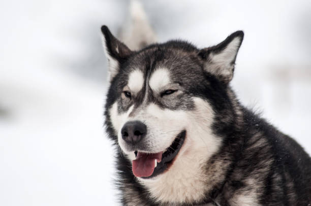 istock Husky dog portrait 866688274