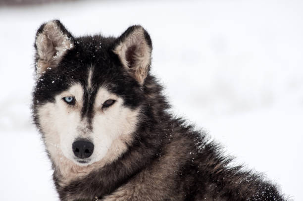 istock Husky dog portrait 866688332