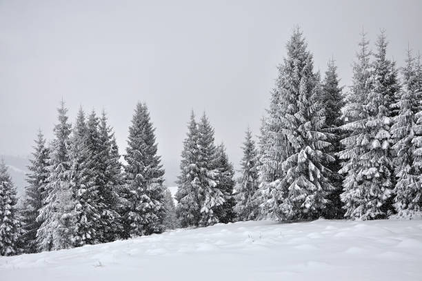 istock Fairy winter landscape with fir trees 866688690