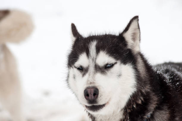 istock Husky dog portrait 866688784