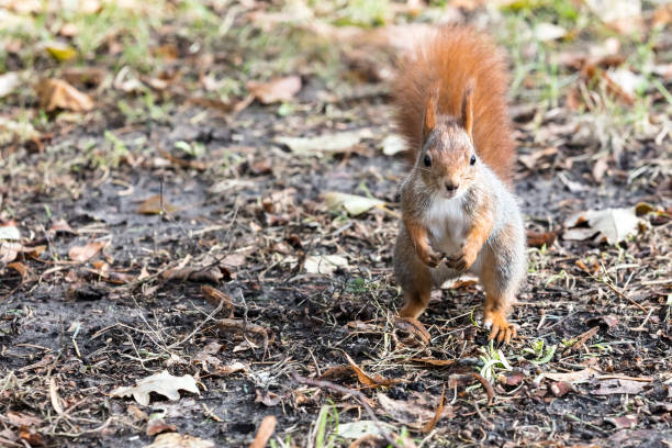 istock curious young squirrel standing on ground with fallen leaves 866692166