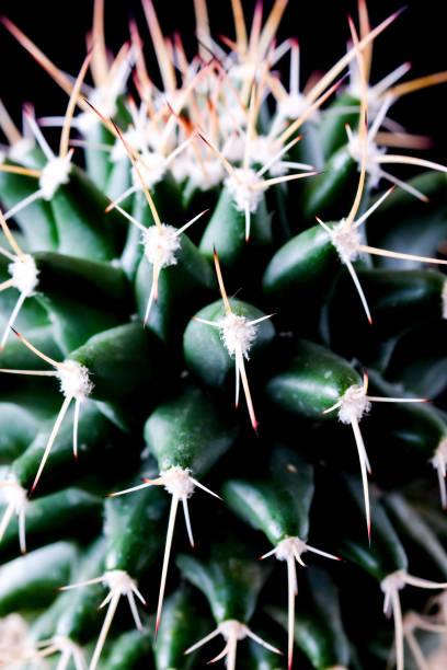 istock Texture of Cactus plant close-up on black background . soft focus 866692400