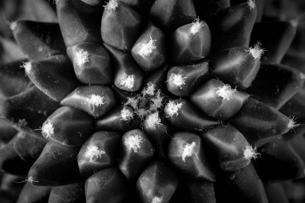 istock Texture of Cactus plant close-up on black background . soft focus 866692610