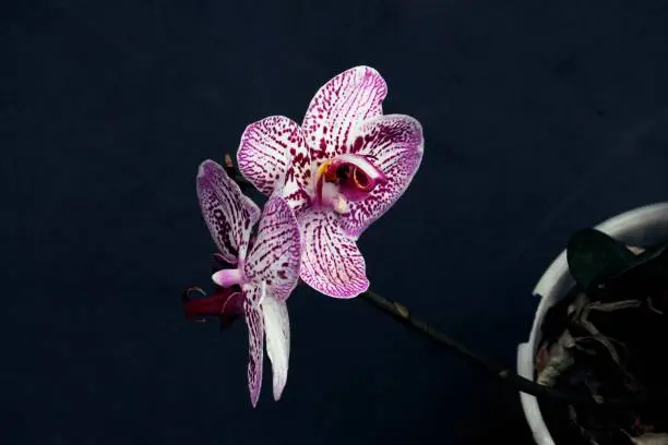 Photo of Orquidea Phalaenopsis white and lilac