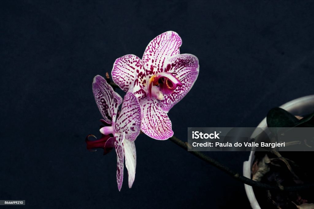 Foto de Orquidea Phalaenopsis Branca E Lilas e mais fotos de stock de  Brasil - Brasil, Canteiro de Flores, Estampa Floral - iStock