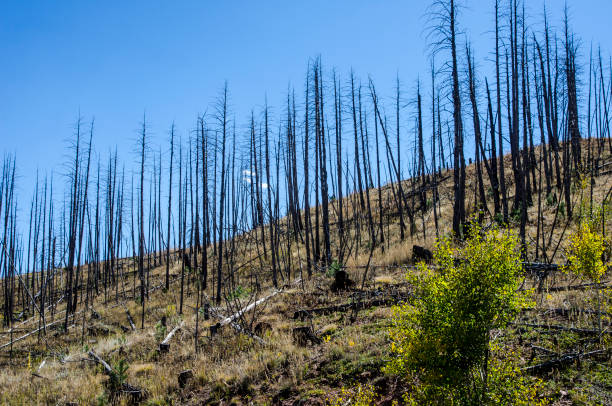 Forest containing aspens and evergreens have been decimated by fire in the Colorado Rocky Mountains.