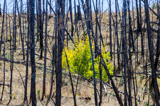 Forest containing aspens and evergreens have been decimated by fire in the Colorado Rocky Mountains.