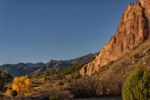 A tree in fall colors being over towered by one of the upright sandstone formation in the Garden of the Gods Park in Colorado Springs, Colorado. The Garden of the Gods Park is unique due to the upright sandstone peaks found throughout the park composed entirely of sedimentary rock layers carved by erosion.'