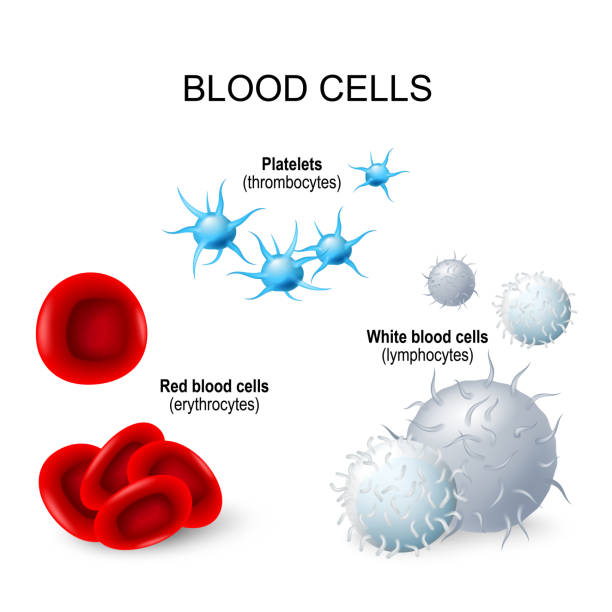 Blood cells: platelets, lymphocytes, erythrocytes Blood cells. formed elements of blood: platelets (thrombocytes), white blood cells (lymphocytes), red blood cells (erythrocytes) red blood cell stock illustrations