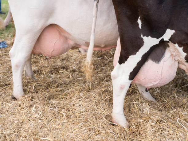 istock large full udders under black and white cows 866703150