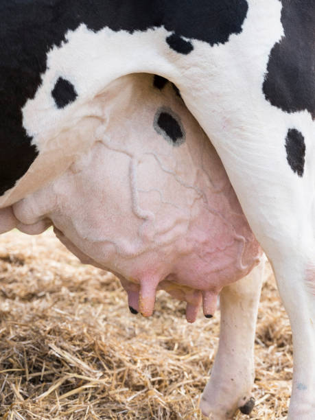 istock large full udder under black and white cow 866703192