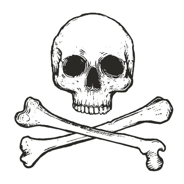 벡터 일러스트 레이 션 해골과 교차 된 뼈의 - sketch skull people anatomy stock illustrations