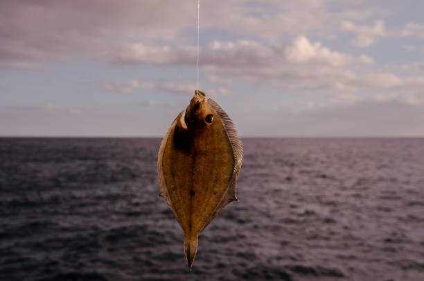 pesce sogliola fresco intero - passera foto e immagini stock