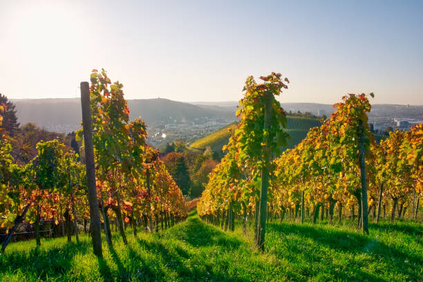 istock Vineyard Rows Wine Outdoors Daytime Changing Seasons Fall Autumn Leaves Colorful Farming Agriculture Warm Colors 866705846