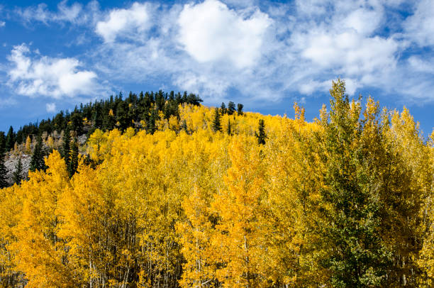 Aspens in the Colorado Rocky Mountains Rows of Aspens at peak Fall color grow in tall vertical rows with spruce evergreens creating a spectacular landscape which looks like a painting. Each Autumn, the Colorado Rocky Mountains create a dazzling and colorful display as the Aspens turn a brilliant yellow and glow against the mountains. In addition, their tall, vertical, trunks with white bark create a repetitive pattern under the foliage. Taken in Fair Play, Colorado near the Breckenridge Pass. goldco reports stock pictures, royalty-free photos & images