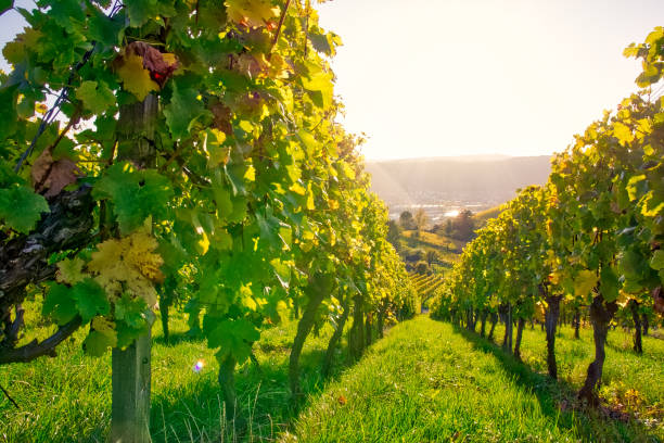 istock Vineyard Rows Wine Outdoors Daytime Changing Seasons Fall Autumn Leaves Colorful Farming Agriculture Warm Colors Green 866706752