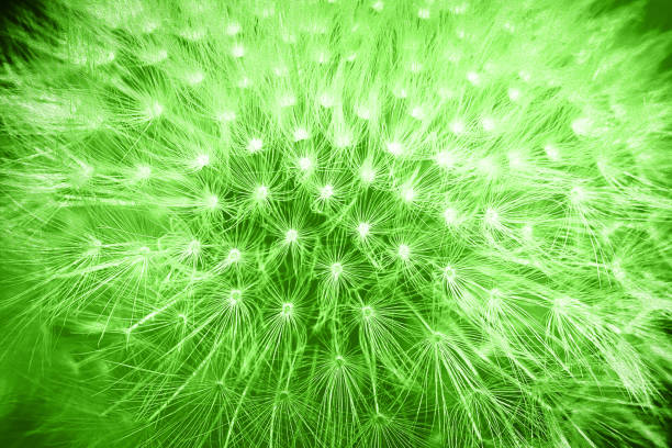 Tender soft colors green styled dandelion flower macro background