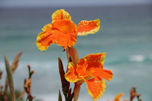 Canna Flower