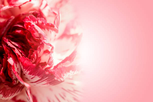 istock Sweet color petal exotic rose on pink romantic gradient background 866714826