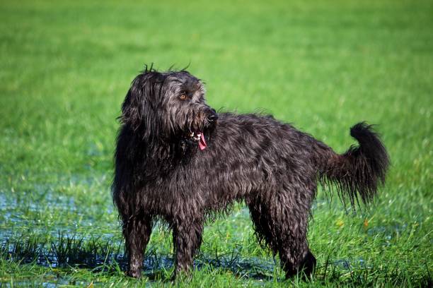 istock Sheep poodle has fun in the garden 866714840