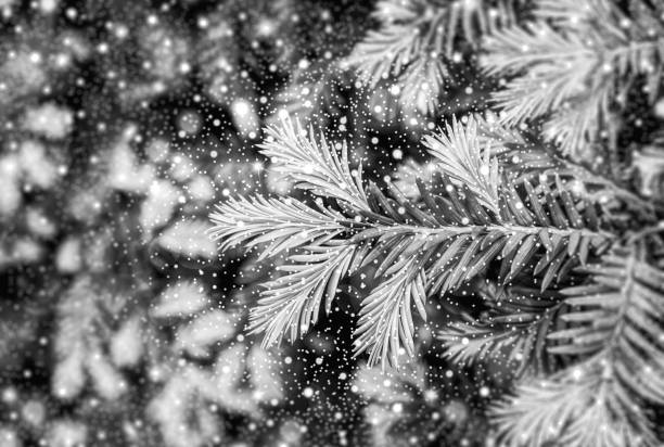 Young shoots of pine tree macro with shiny snowfall HDR effect black and white