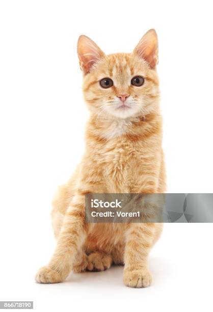 Red Cat Stock Photo - Download Image Now - Domestic Cat, Yellow, Red