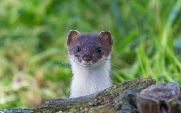 Curious weasel looks out from behind a rock Curious European weasel looks out from behind a rock stoat mustela erminea stock pictures, royalty-free photos & images