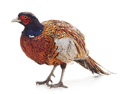 One pheasant isolated on a white background.