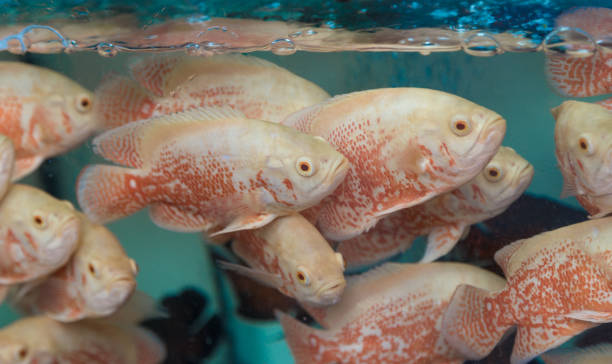 poissons dans une macro de l’aquarium - aquaristik photos et images de collection