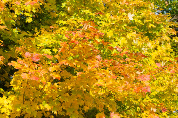 istock Changing Autumn Colors in Michigan 866725152