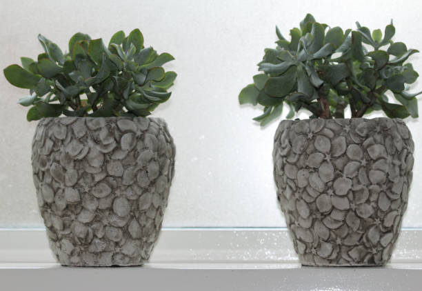 istock Crassulaceae plant in front of window 866725882