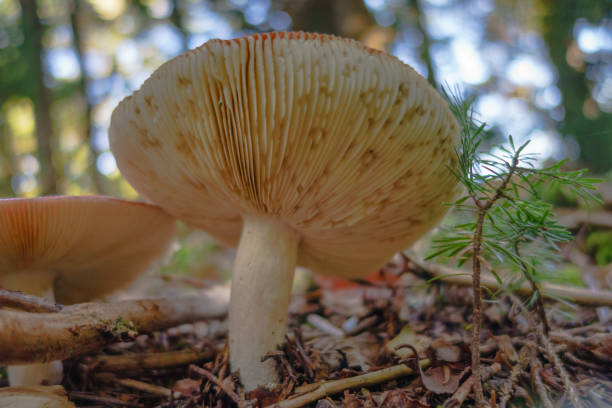 istock Mushrooms on the forest floor 866728772