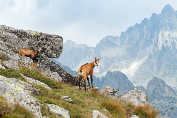 istock Tatra chamois in Hight Tatras 866728964