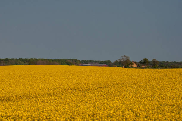 istock rapeseed field near Vordingborg in Denmark 866729370