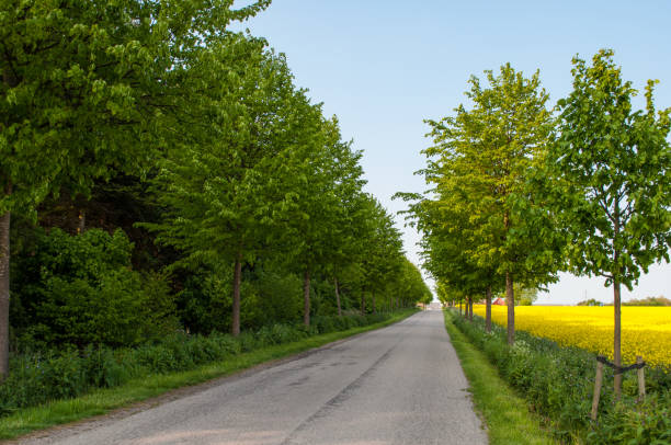 istock small danish roar with trees on the countryside 866729650