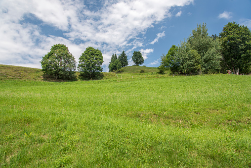 Nice green pasture with many wildflowers on a hill with a wide view of the Black Forest mountains, overlooking the summer landscape. Germany.