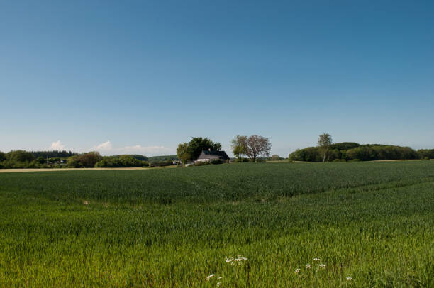 istock green field in the Danish countryside 866733820