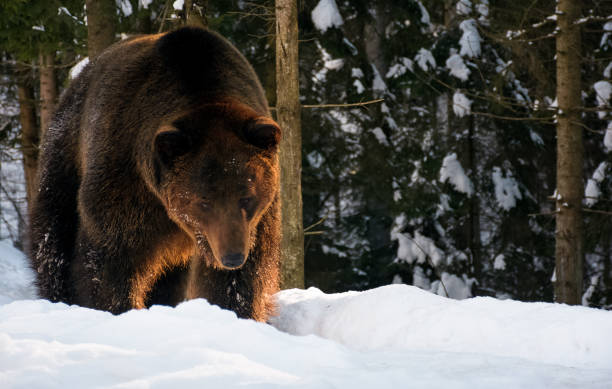 istock old brown bear walking in the winter forest 866733844