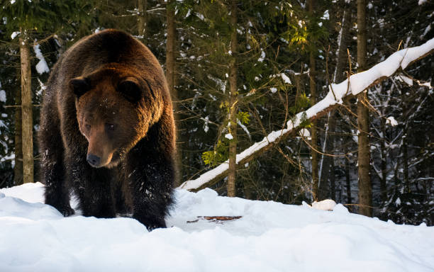 istock old brown bear walking in the winter forest 866733860