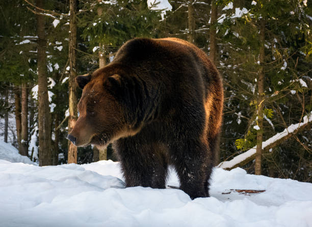 istock old brown bear walking in the winter forest 866733892