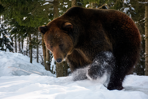 brown bear searching something in the snow. lovely wildlife scenery