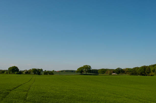 istock Danish field with trees in the background 866734164