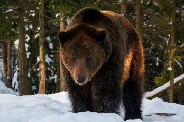 istock old brown bear stand in the winter forest 866734172