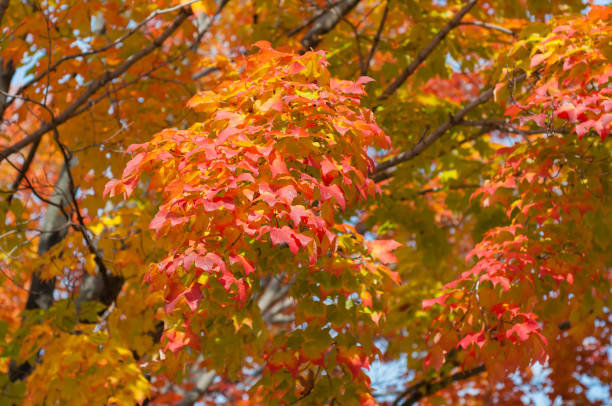istock Changing Autumn Colors in Michigan 866734890