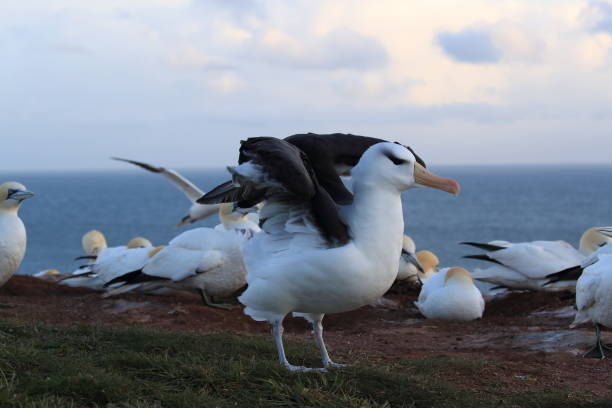 istock Black-browed Albatros ( Thalassarche melanophris ) or Mollymawk Helgoland Island Germany 866735222