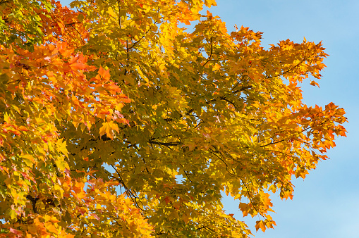 Beautiful changing color leaves of a sugar maple tree in autumn.