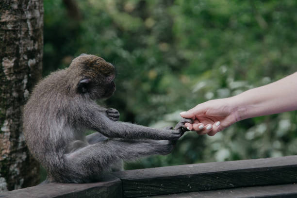 istock Monkeys in Ubud Sacred Monkey Forest. Bali, Indonesia 866736132