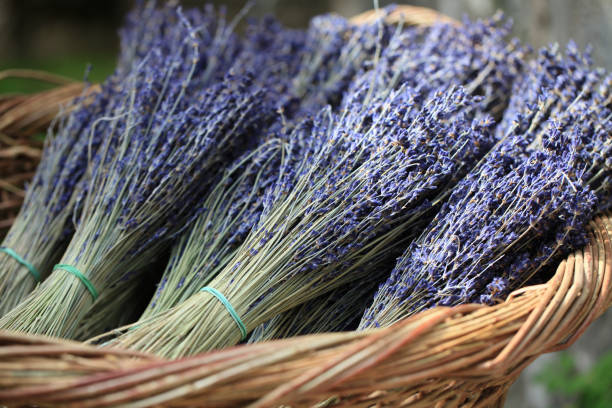 Fresh lavender bouquets stock photo